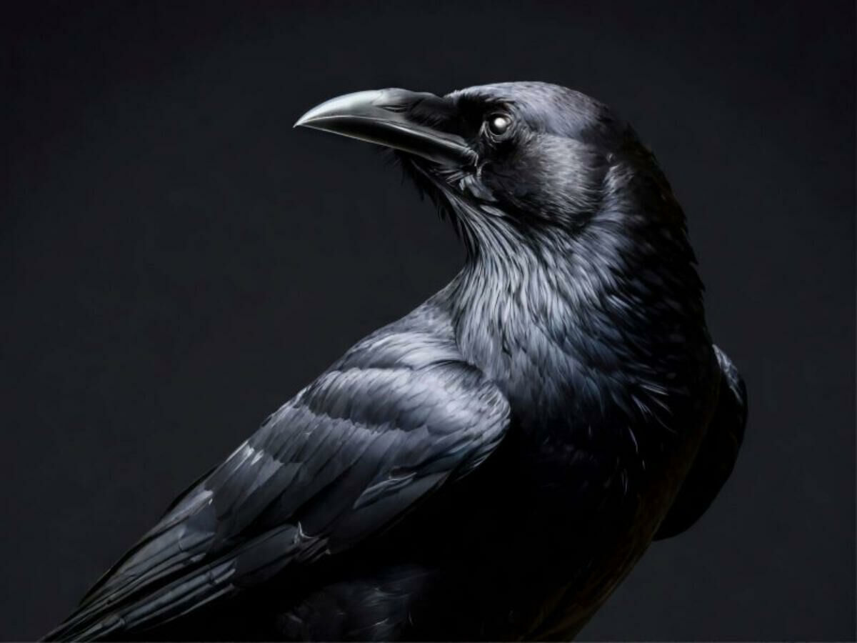 Imagem animal-conta